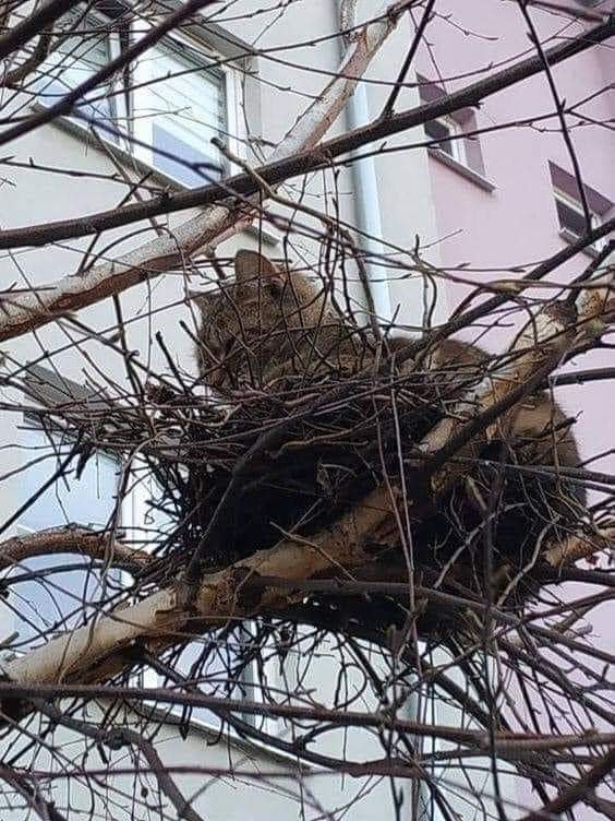 Cat in a bird nest